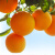 京鲜生 爱媛38号果冻橙  2.5kg装 单果150g以上 柑橘橙 新鲜水果