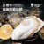 贝司令【鲜活】乳山生蚝海鲜特产贝类牡蛎烧烤2XL净重4斤 13-17只礼盒装
