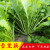 新鲜雪里红菜可腌制下饭菜春不老九头芥新鲜蔬菜5斤装 3斤【图片 价格