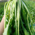 新鲜雪里红菜可腌制下饭菜春不老九头芥新鲜蔬菜5斤装 3斤【图片 价格