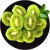 陕西周至翠香绿心猕猴桃 15枚中大果 单果70-90g 奇异果 生鲜 新鲜水果 健康轻食