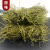 广东相思藤叶500g新大黄草野生全草旗舰店煲汤中药材煲汤料鸡骨草500g
