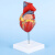 海斯迪克 HKCL-556 1:1人体自然大心脏解剖模型B超彩超心内科器官教学模型 带数字标识