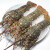 鲟食龙虾生鲜小青龙新鲜冷冻 超大青龙虾 海鲜大虾礼盒 2斤装（共3-4只）【实惠划算】
