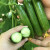 花翁 荷兰水果黄瓜种子约50粒/袋 无刺小黄瓜籽四季阳台盆栽蔬菜种