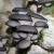 密农人家 农家种植平菇 新鲜蘑菇 食用菌菇 新鲜现摘蘑菇 新鲜蔬菜300g