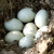 恒沃（HENGWO）【当天鲜蛋 】恒沃新鲜土鸭蛋30枚生鸭蛋青壳散养水鸭蛋顺丰