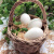 沱沱工社 鲜鹅蛋 6枚 农场自产土鹅蛋