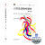 包邮 人体及动物生理学 第4版第三版 王玢 左明雪 生物科学类专业教材