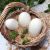 沱沱工社 鲜鹅蛋 6枚 农场自产土鹅蛋