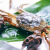 【现货】隆上记 大闸蟹1088型实物活鲜礼盒 全公蟹3.7两/只 8只装螃蟹 鲜活海鲜水产 去绳净重