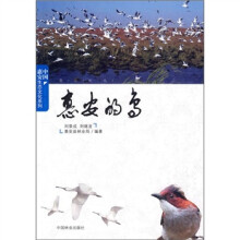 惠安的鸟