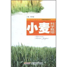 小麦科学载培