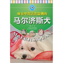 雍容华贵活泼温驯的马尔济斯犬