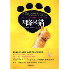 天降呆猫