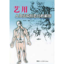 艺用人体结构形态分析解剖
