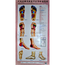 人体足部反射区与穴位标准挂图（附天地杆两根、解说册一份）