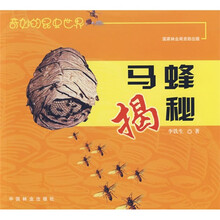 奇妙的昆虫世界：马蜂揭秘