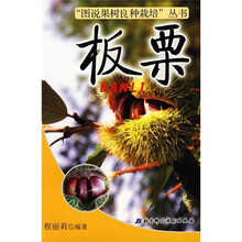 板栗