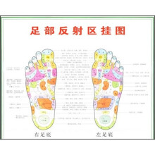 足部反射区挂图