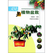 观果植物盆栽