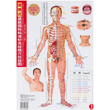 便携式最新国际标准针灸经络穴位挂图(男性真人版)