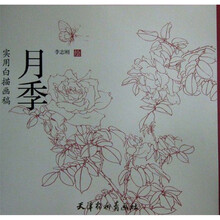 实用白描画稿：月季