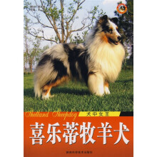 犬中女王：喜乐蒂牧羊犬