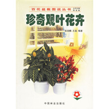 珍奇观叶花卉