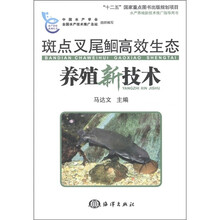 斑点叉尾鮰高效生态养殖新技术
