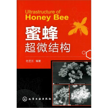 蜜蜂超微结构