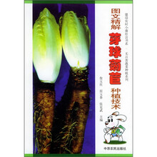 图文精解芽球菊苣种植技术