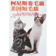 柯尼斯卷毛猫 美国短毛猫