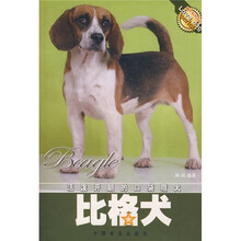 活泼开朗的口袋猎犬:比格犬