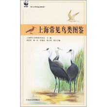 上海常见鸟类图鉴