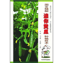图文精解迷你黄瓜种植技术