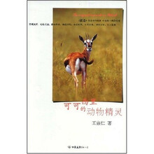 可可西里的动物精灵