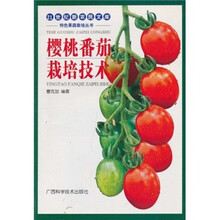 樱桃番茄栽培技术