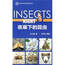 夜幕下的昆虫