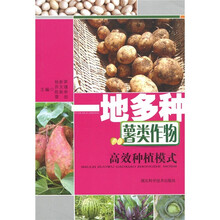 一地多种薯类作物高效种植模式