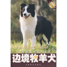 边境牧羊犬