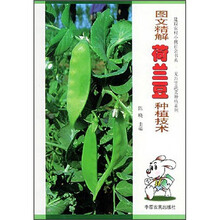 图文精解荷兰豆种植技术