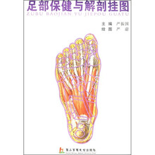 足部保健与解剖挂图