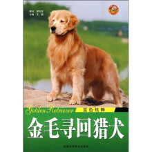 世界名犬系列：金色炫舞金毛寻回猎犬