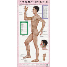 人体经络穴位标准挂图（1套共3张挂图）