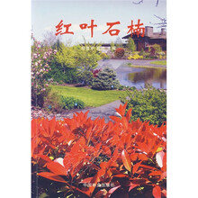 红叶石楠