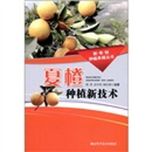 夏橙种植新技术