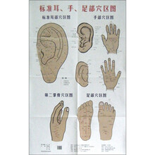 标准耳、手、足部穴区图