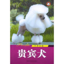 千娇百媚：贵宾犬