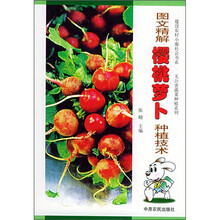 图文精解樱桃萝卜种植技术